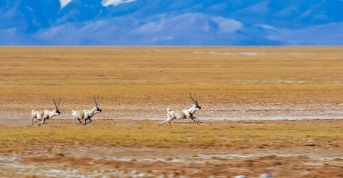 Antiloper fra Tibet bor på platåer i høyden.