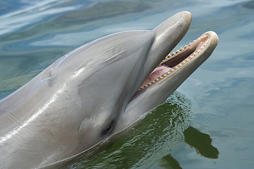 Delfiner er svært intelligente dyr.