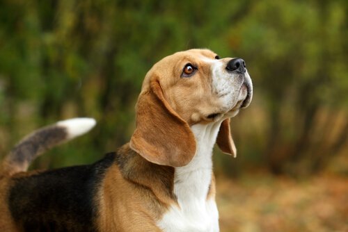 Bilde av en hund av rasen beagle utendørs.