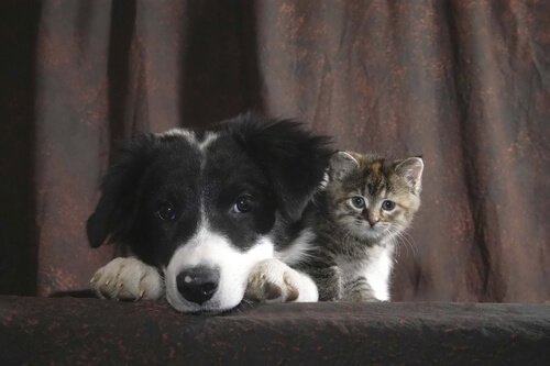 Bilde av en valp og en kattunge.