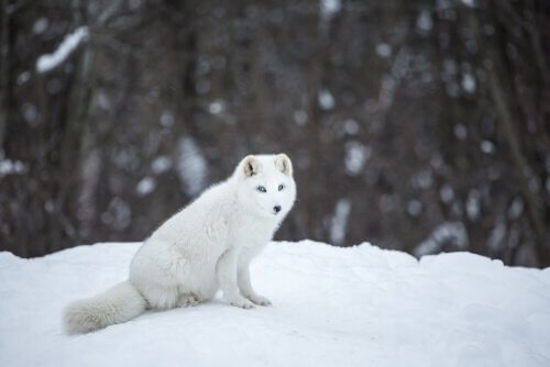 Pelsen til fjellreven er hvit om vinteren og gjør at dette dyret kan kamuflere seg og holde på varmen.