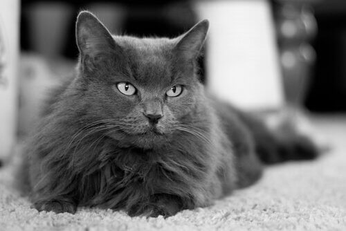 En grå katt slapper av på teppe.