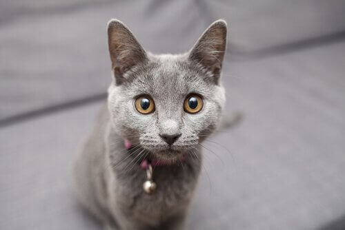 En grå katt