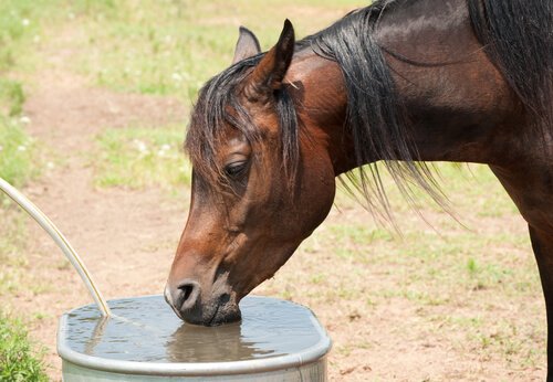 En hest drikker rent og frisk vann.