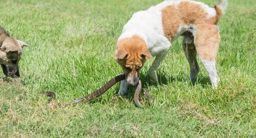 En hund biter en slange ute på en gressplen.
