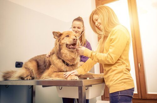 En hund blir undersøkt av en veterinær.