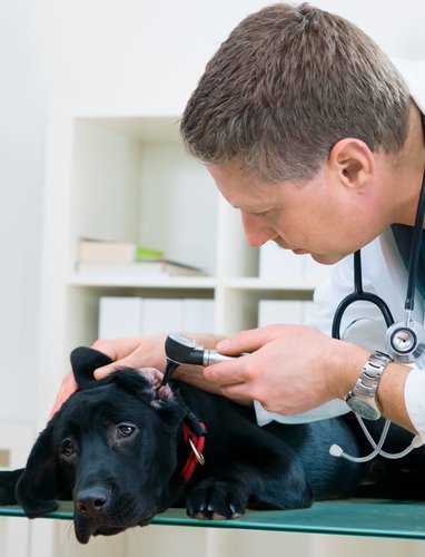 En hund får sjekket øret sitt av en veterinær.