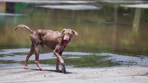 En hund som mangler pels ved vann.