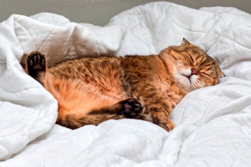 En katt sover i en seng.