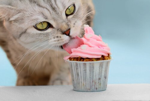 En katt spiser en muffins.