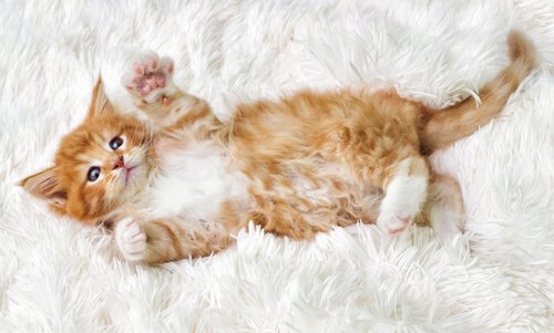 En rød liten kattunge ligger på teppe.