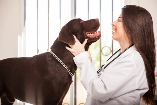 En stor brun hund og en lykkelig veterinær.