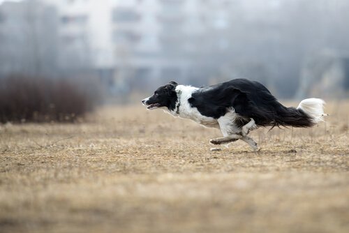 En svart og hvit hund løper raskt utendørs.