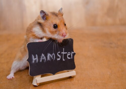 Hvordan kan man temme en hamster?