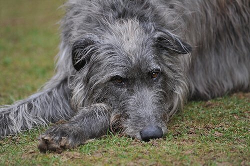 En grå hund som slapper av på en gressplen.