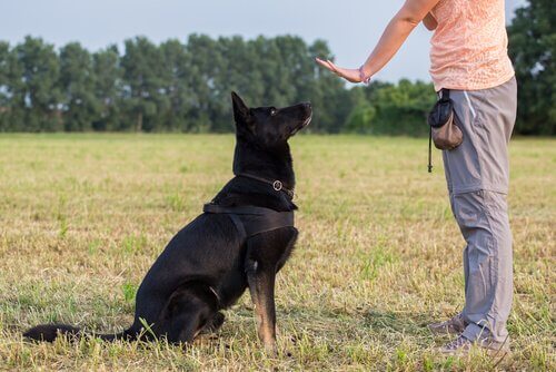 Hund får opplæring utendørs ved hjelp av positiv forsterkning.