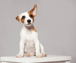 Hva betyr de ulike bevegelsene hunder gjør med ørene sine?