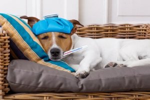 Hvordan sjekke hundens kroppstemperatur