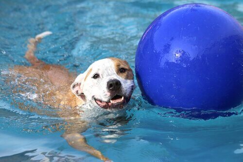 Lykkelig hund svømmer i basseng med blå ball.
