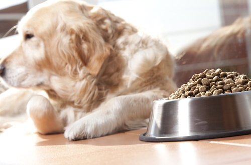 Hvor mye bør hunden din spise?
