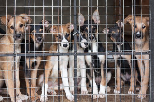 Hjemløse hunder i bur venter på et nytt hjem.