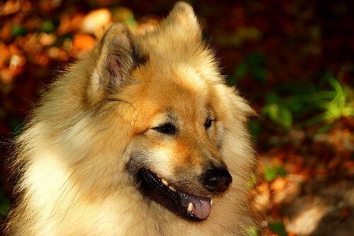 Bilde av en vakker hund av hunderasen eurasier.