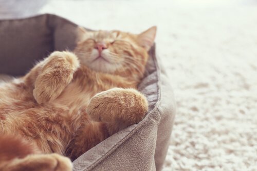 En trygg katt slapper av i sin seng.