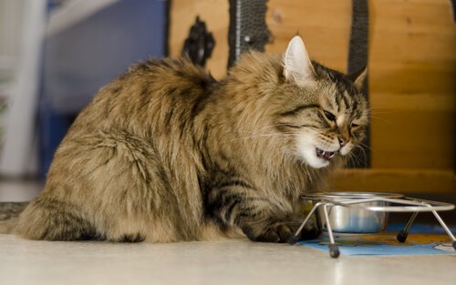 En langhåret katt spiser av matskålen sin. 
