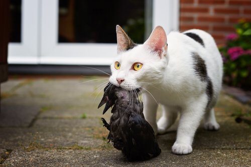 En hvit og svart katt har fanget en fugl.