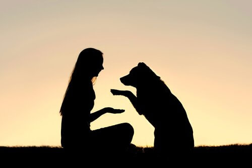 Hva vil det si å lære opp en hund ved hjelp av positiv forsterkning?