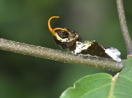 En larve av sommerfuglen arten halestjert på en grein.