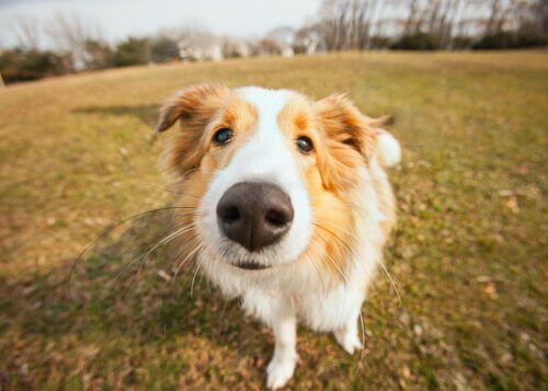 Hvordan behandle en tørr nese hos en hund