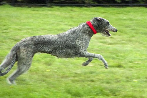 En skotsk hjortehund løper på en gressplen.
