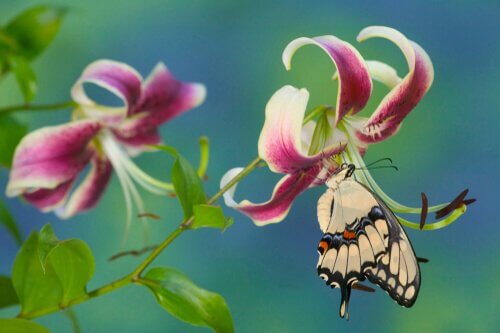 Sommerfugl drikker nektar av en blomst.