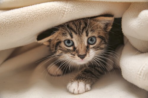 6 ulike myter om våre kjæledyr kattene