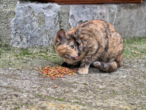 Stripete katt spiser tørrfôr utendørs.