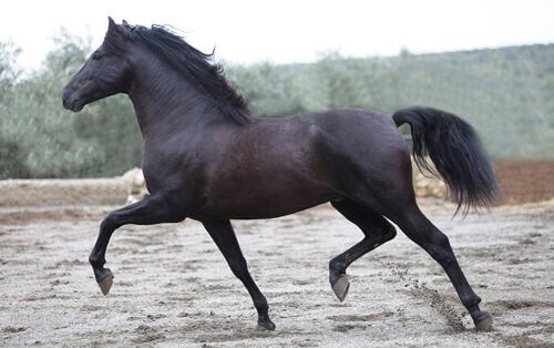 En svart hest som galopperer utendørs.