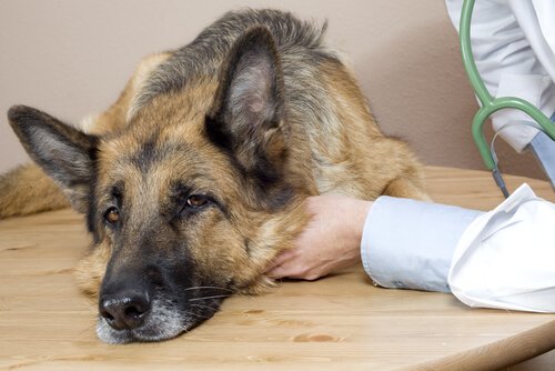 Hvordan oppdage de første tegnene på sykdom hos hunder