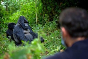 6 vakter drept for å beskytte gorillaer