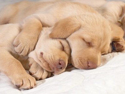 To små hundevalper sover sammen.