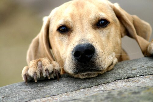 Nyttig informasjon ved adopsjon av en voksen hund