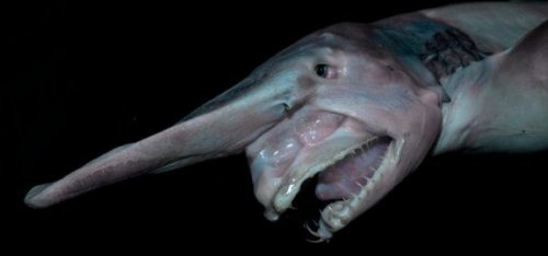 Bli kjent med nesehaien: Habitat og fakta