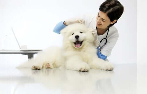 En hund besøker veterinæren.