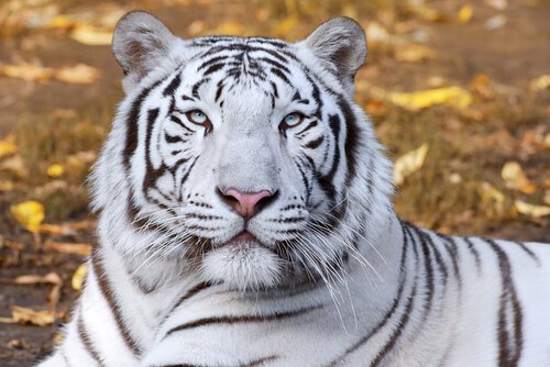 Den hvite tigeren i feng shui.