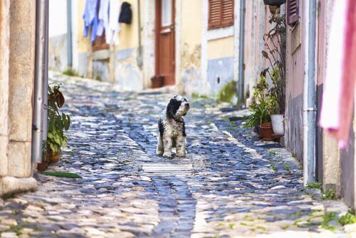 En hund i Lisboa
