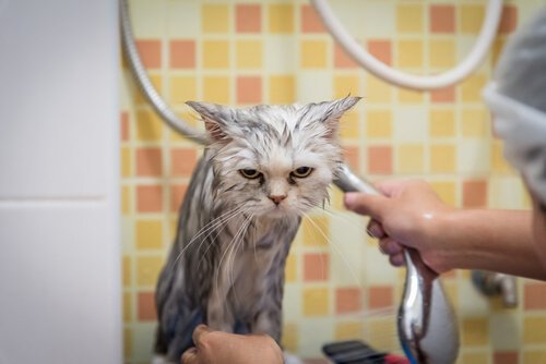 En katt blir badet