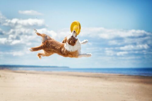Hund fanger frisbee, en av flere hundesporter
