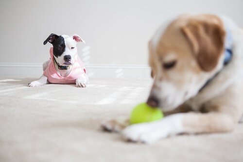 En sjalu hund ser en annen lek med en ball