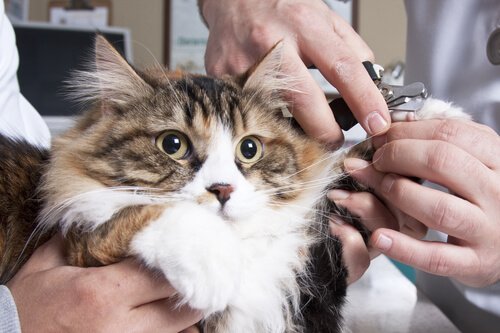 Hvordan klippe klørne til katten din og ikke dø i prosessen