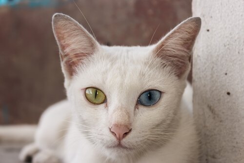 Katt med vakre øyne